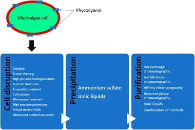 Chromatographic Techniques to Separate and Identify Bioactive Compounds in Microalgae